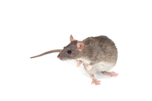 rat isolated on white background