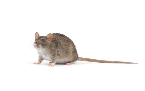 rat isolated on white background