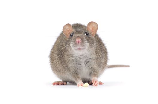 rat isolated on white background