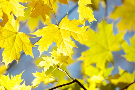 autumn leaves background in a sunny day