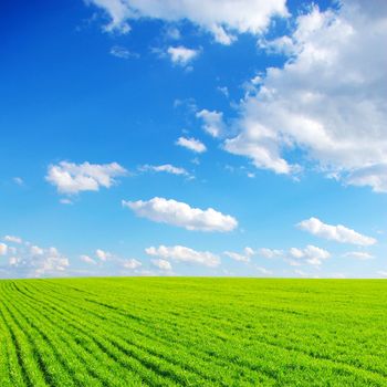  field of green grass and blue cloudy sky