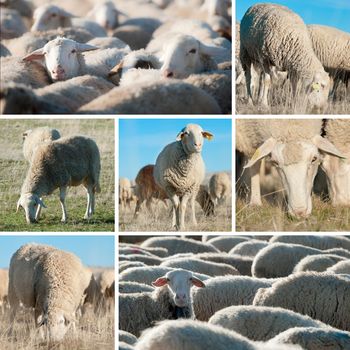 Collage made of pictures of sheep in the field.