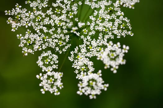 White Flower on Green Background