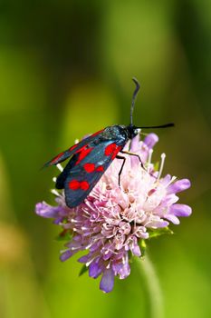 Butterfly feeding on flower