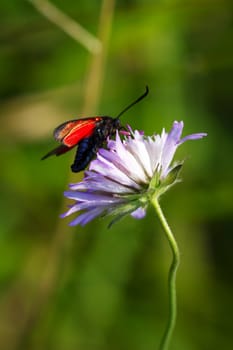 Flower with butterfly on green field