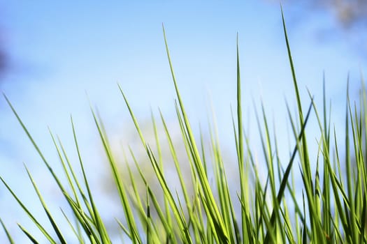 Green grass background