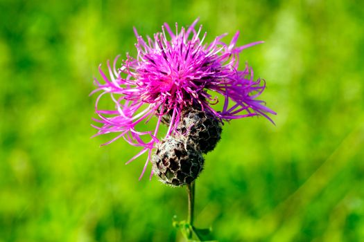 Summer flower on green meadow