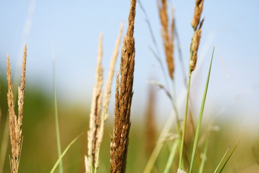 Summer grass background