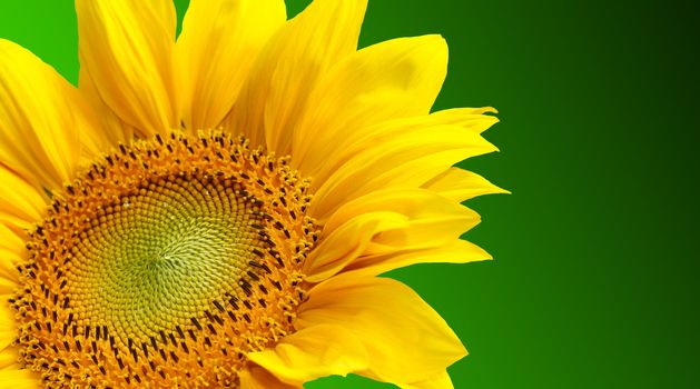 Sunflower on green background