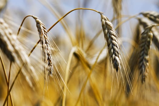 Wheat field