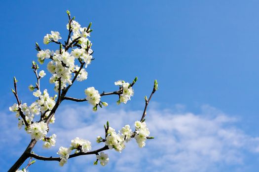 Cherry blossom branch