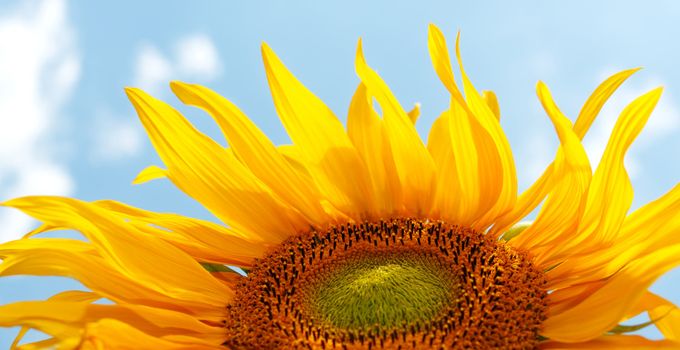 Sunflower on blue sky