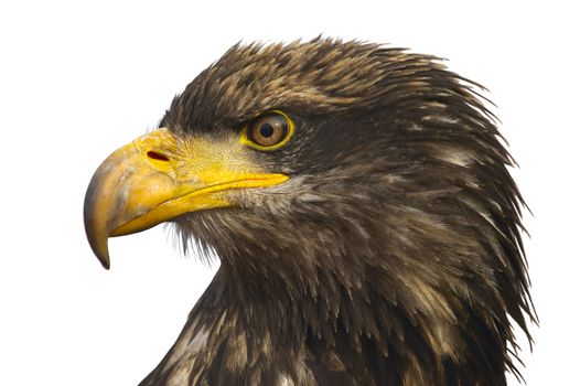 A Steller's sea-eagle (Haliaeetus pelagicus).  Portrait of the eastern eagle on a white background.