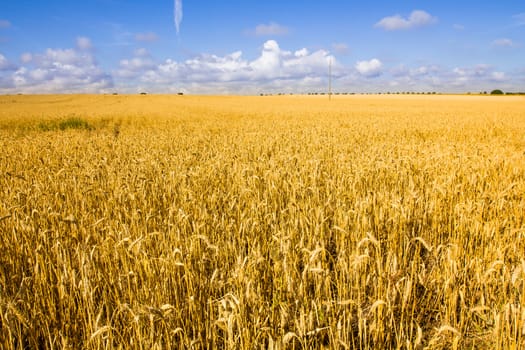 Landscape with Golden wheat field and blue sky, Portugal