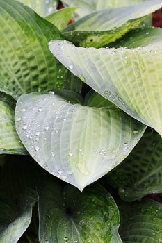 Abstract of Hostas wet from a morning shower. 