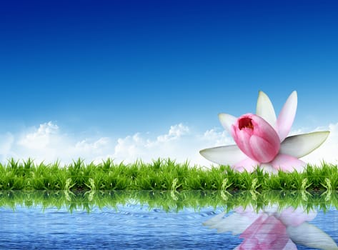 lotus on the grass with the bright sky