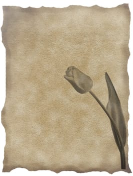 textured old paper background with tulips