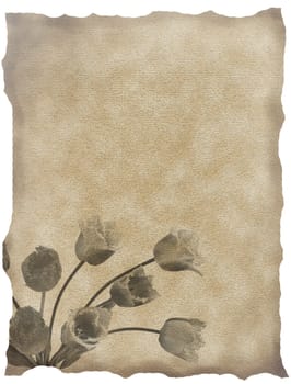 textured old paper background with tulips