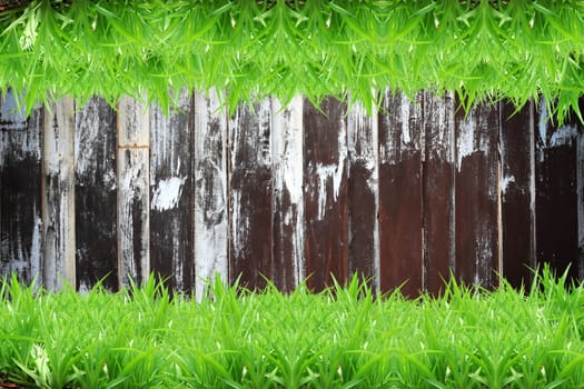 Fresh green grass on Wood background