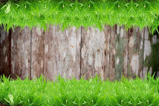 Fresh green grass on Wood background