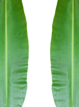 isolated banana leaf on white