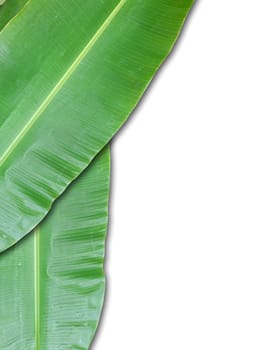 isolated banana leaf on white