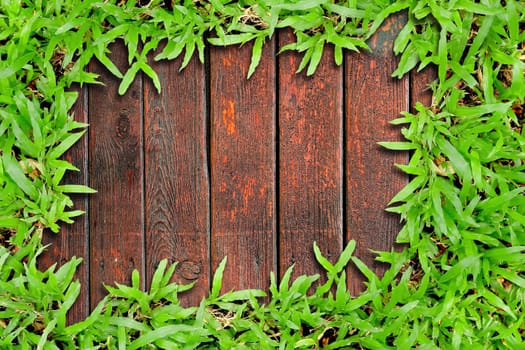 Fresh green grass on Wood background