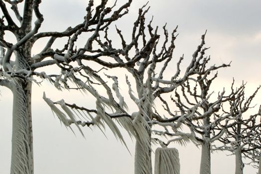 Icicles on trees by winter time, Switzerland