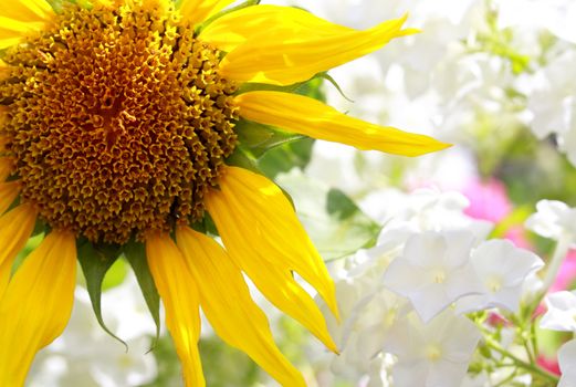 Sunflower in the garden