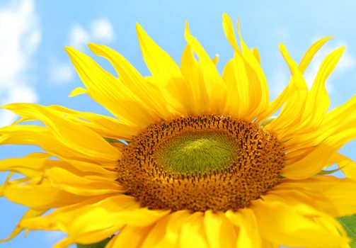 Sunflower on blue sky