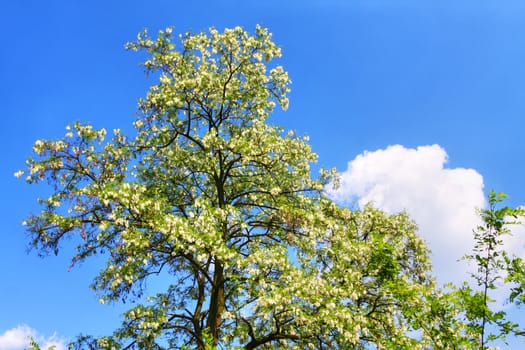 Blossoming tree