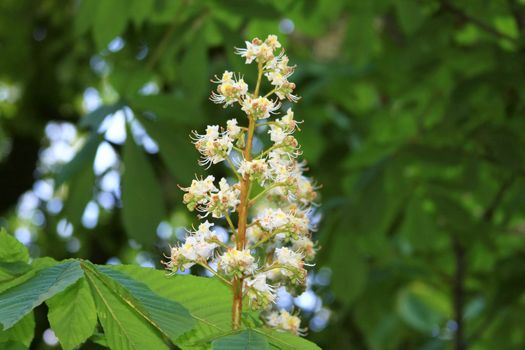 Chestnut flowers