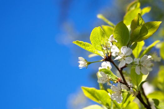 Springtime blossom