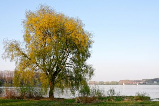 Tree and summer lake