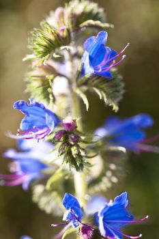 Deatil of a flower on a meadow