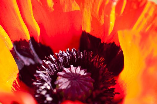 Deatil of a poppy flower on a meadow
