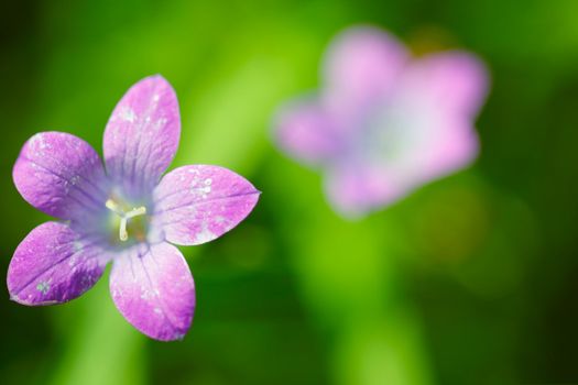 Summer flower background