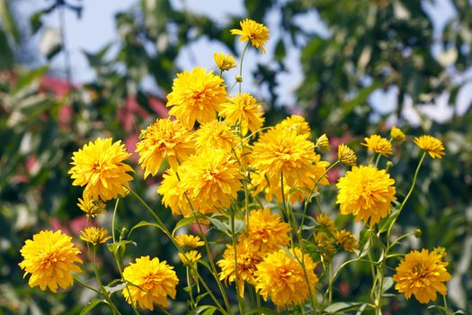 Summer yellow flowers