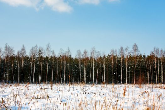 Winter forest