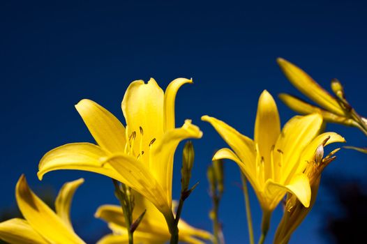 Deatil of a lily flower on a meadow