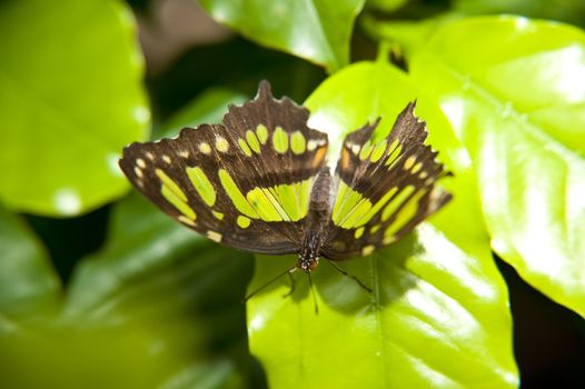 close up of a butterfly