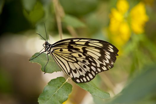 close up of a butterfly