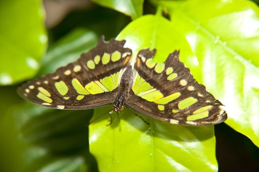 close up of a butterfly
