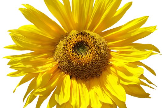 Sunflower Isolated