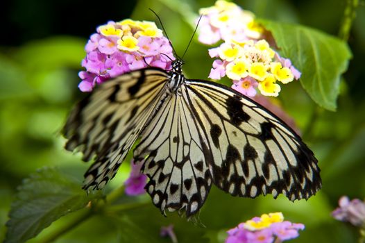 close up of a butterfly