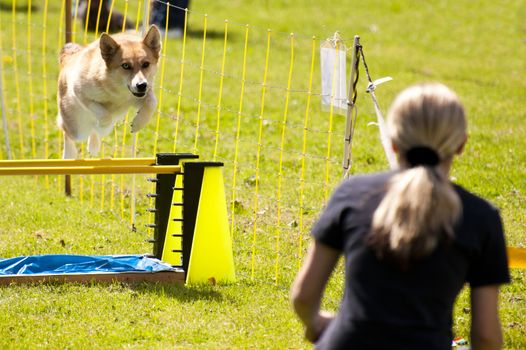 Scene of a dog running