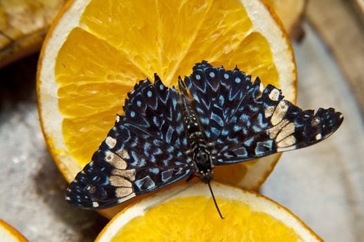 close up of a butterfly