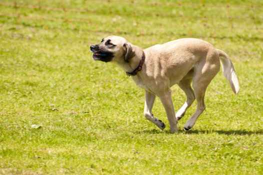 Dog race