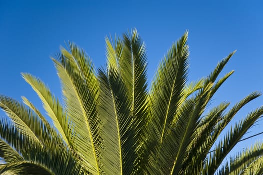 scene in portugal / island of madeira