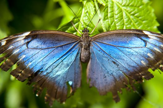 close up of a butterfly